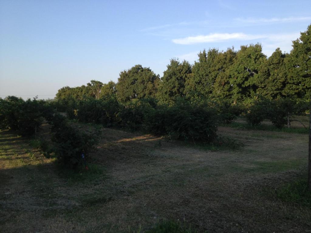 Societa Agricola Le More Agriturismo La Dondina Budrio  Ngoại thất bức ảnh